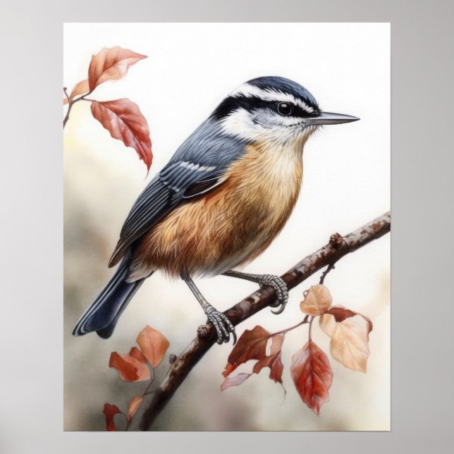 Red Breasted Nuthatch Bird Art Print Poster (Front)