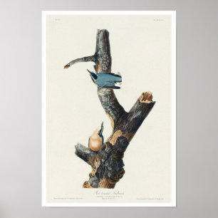 Red-breasted Nuthatch by Audubon Poster