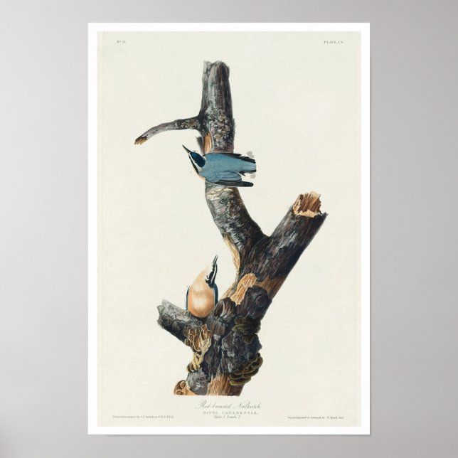 Red-breasted Nuthatch by Audubon Poster (Front)