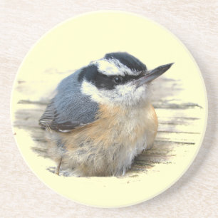 Red-breasted Nuthatch Coaster