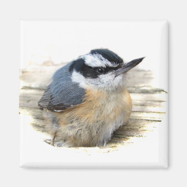 Red-breasted Nuthatch Magnet (Front)