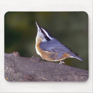 Red-breasted Nuthatch on branch Mouse Pad