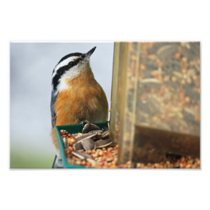 Red-breasted Nuthatch Photo Print