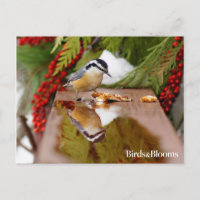 Red-breasted Nuthatch