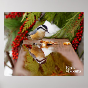 Red-breasted Nuthatch Poster