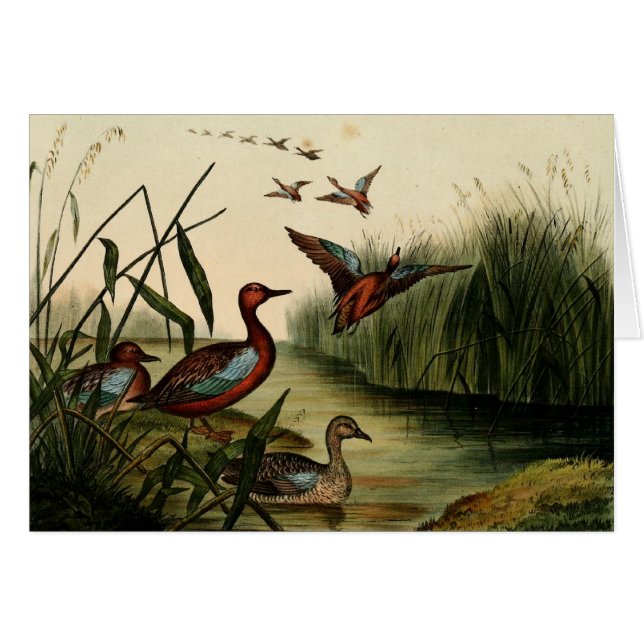 Red Breasted Teal Duck (Front Horizontal)