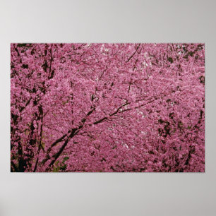 Red Bright spring blossoms on flowering plum trees Poster