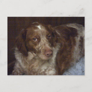 Red Brittany Spaniel dog postcard épagneul breton