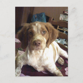 Red Brittany Spaniel puppy dog postcard épagneul