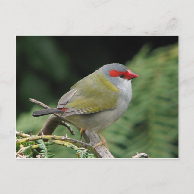 Red Browed Finch Postcard (Front)