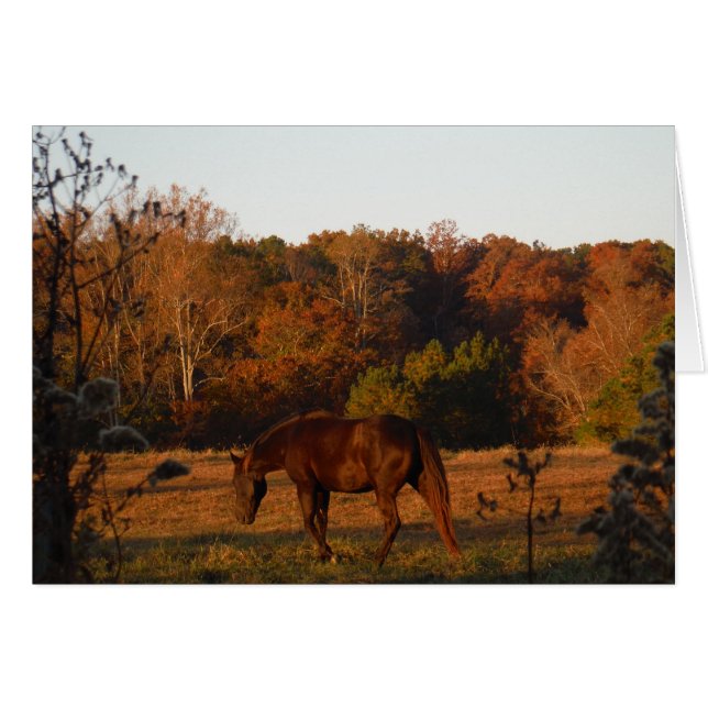 Red  Brown horse, autumn woods. (Front Horizontal)