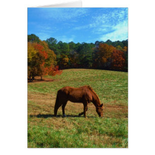 Red Brown horse, fall trees, blue skies