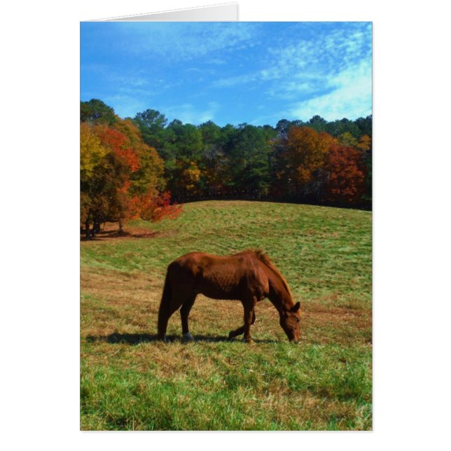 Red Brown horse, fall trees, blue skies (Front)