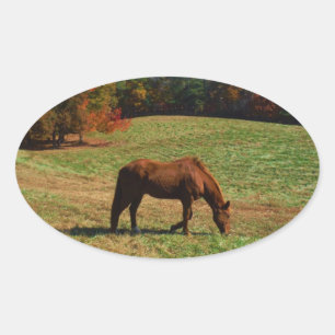 Red Brown horse, fall trees, blue skies Oval Sticker