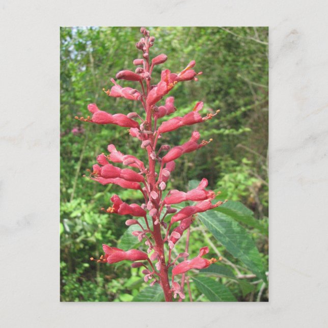 Red Buckeye Postcard (Front)