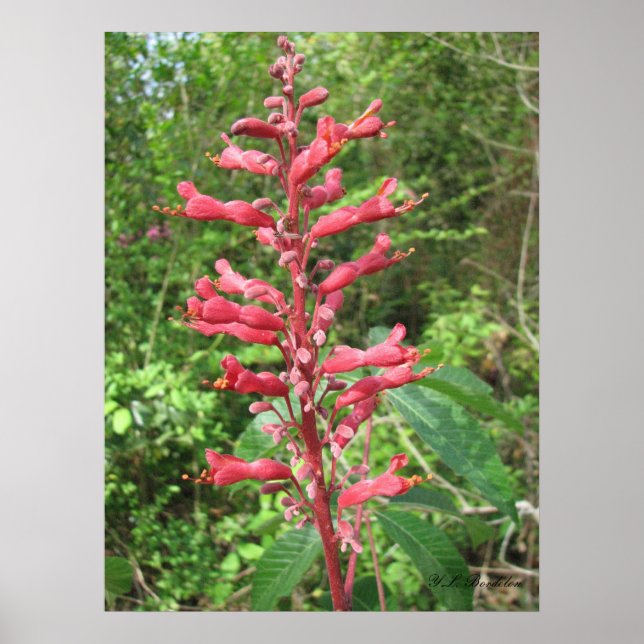 Red Buckeye Poster (Front)