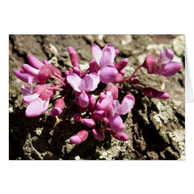 Red Bud Tree (Front Horizontal)