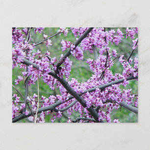 Red Bud Tree Postcard