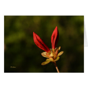 red buds