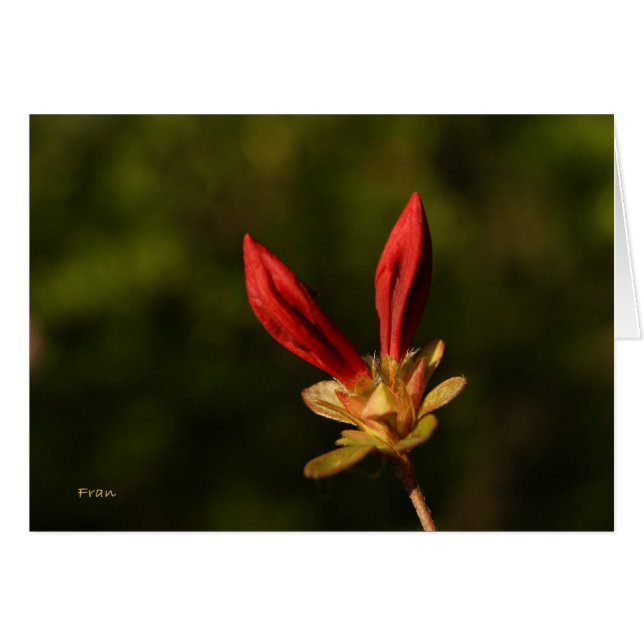red buds (Front Horizontal)