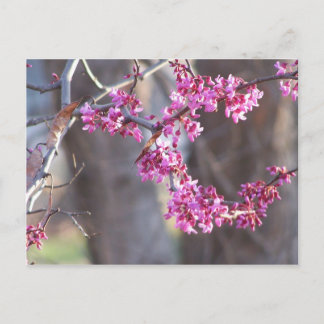 red buds postcard