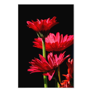 Red Burgundy Gerber Daisy Photo Print