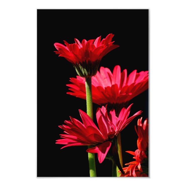 Red Burgundy Gerber Daisy Photo Print (Front)