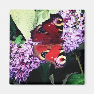 Red butterfly magnet