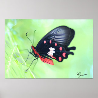 Red Butterfly, ... Poster