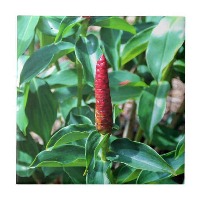 Red Button Ginger Ceramic Tile (Front)