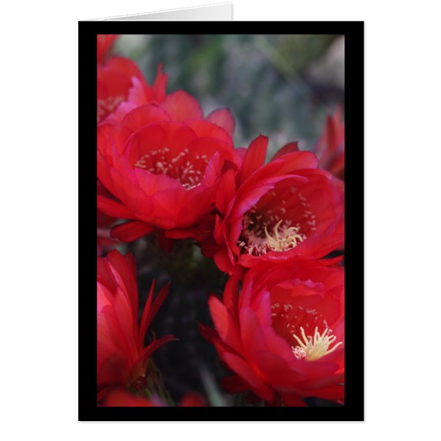 Red cactus bloom (Front)