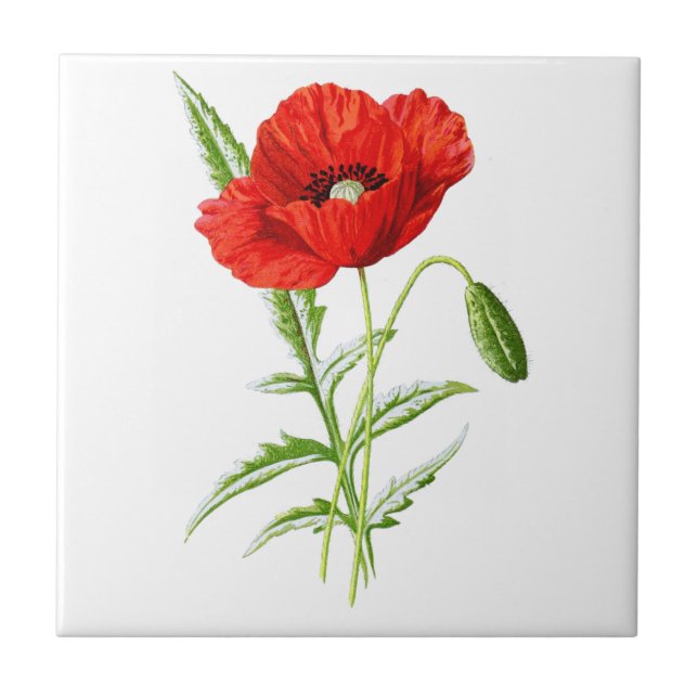 Red California Poppy Flower and Green Leaves Ceramic Tile (Front)
