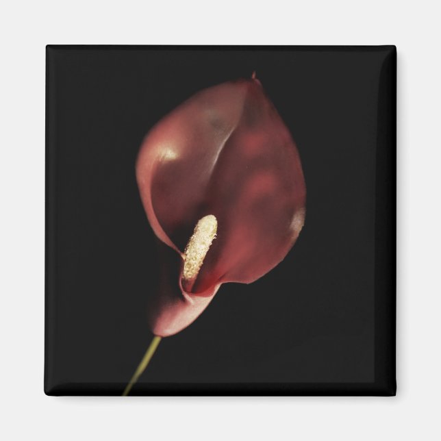 Red Calla - Magnet (Front)