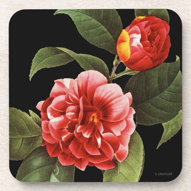 Red Camellia, 1833 Coaster (Front)