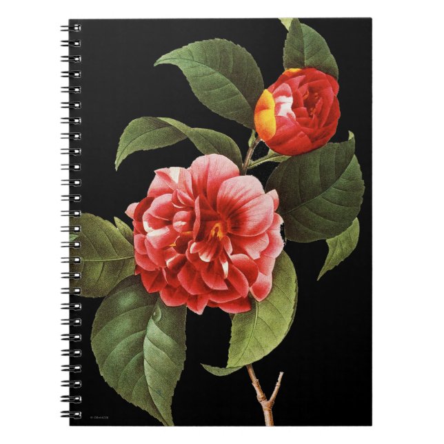 Red Camellia, 1833 Notebook (Front)