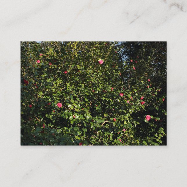 Red Camellia Bush Business Card (Front)