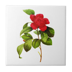 Red Camellia  by Pierre Joseph Redoute Tile