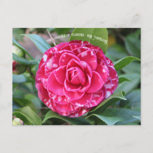 Red Camellia Postcard
