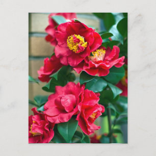 Red Camellia Postcard