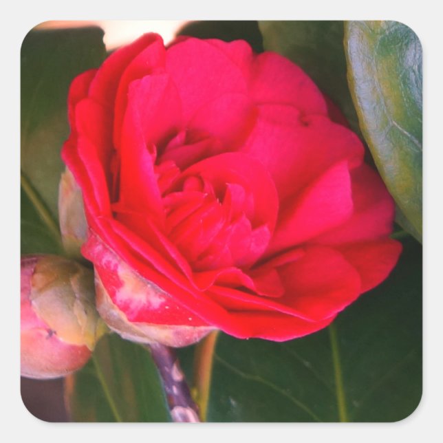 Red Camellia Stickers (Front)