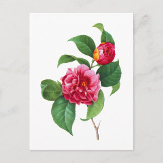 Red Camellias by Pierre-Joseph Redoute Postcard