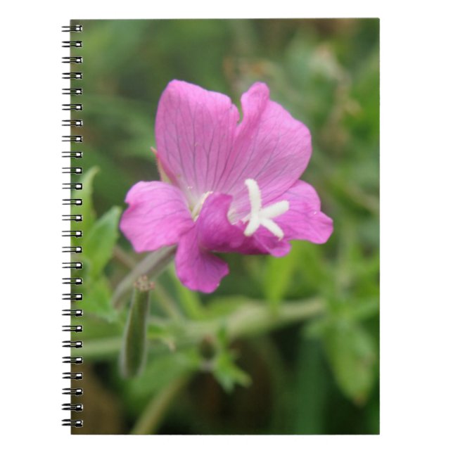 Red Campion Wildflower Notebook (Front)