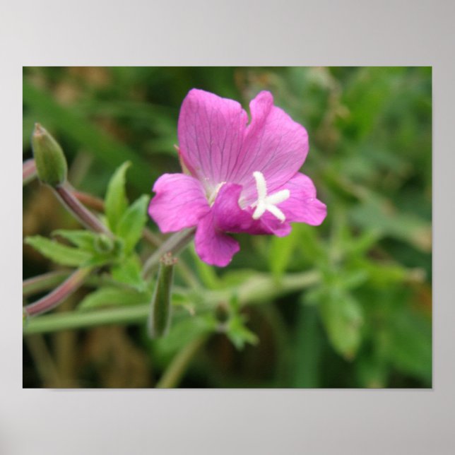 Red Campion Wildflower Print (Front)