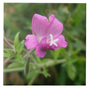 Red Campion Wildflower Tile