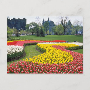 Red Canadian Tulip Festival, Major Hills Park, Ott Postcard