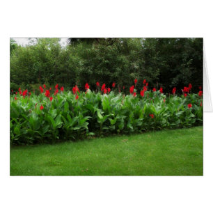 RED CANNAS ~ GREEN NORTHWOODS ~ GARDEN CARDS