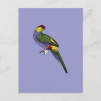 Red Capped Parakeet Parrot Bird