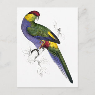 Red-Capped Parrakeet (Male) by Edward Lear Postcard