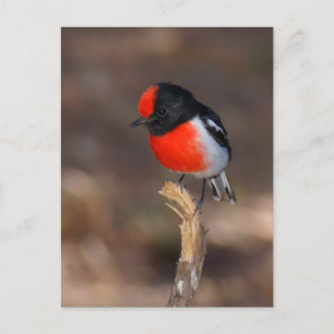 Red-capped Robin Postcard