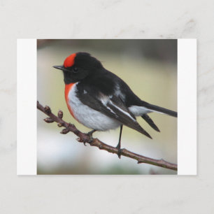Red Capped Robin Postcard